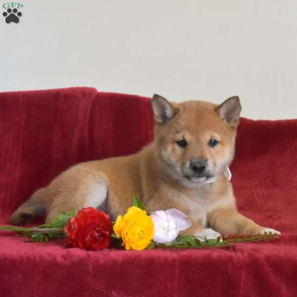 Scout, Shiba Inu Puppy
