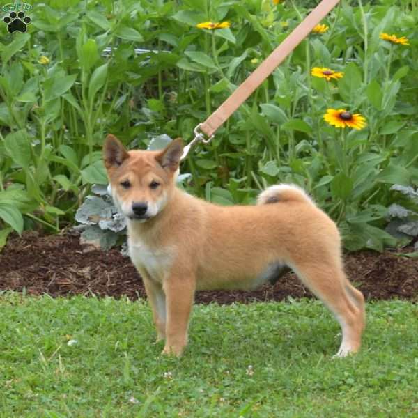 Scout, Shiba Inu Puppy