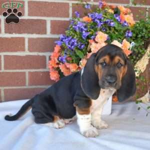 Scout, Basset Hound Puppy