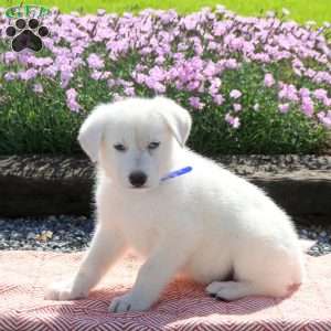 Scout, German Shepherd Puppy