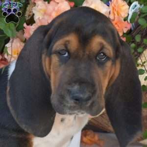 Scout, Basset Hound Puppy