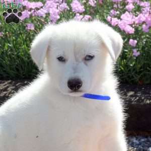Scout, German Shepherd Puppy