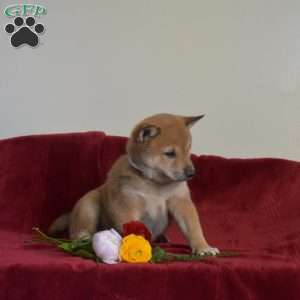 Scout, Shiba Inu Puppy