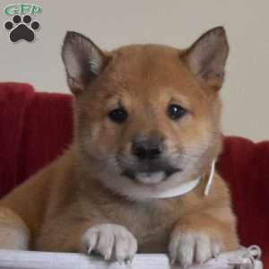 Scout, Shiba Inu Puppy