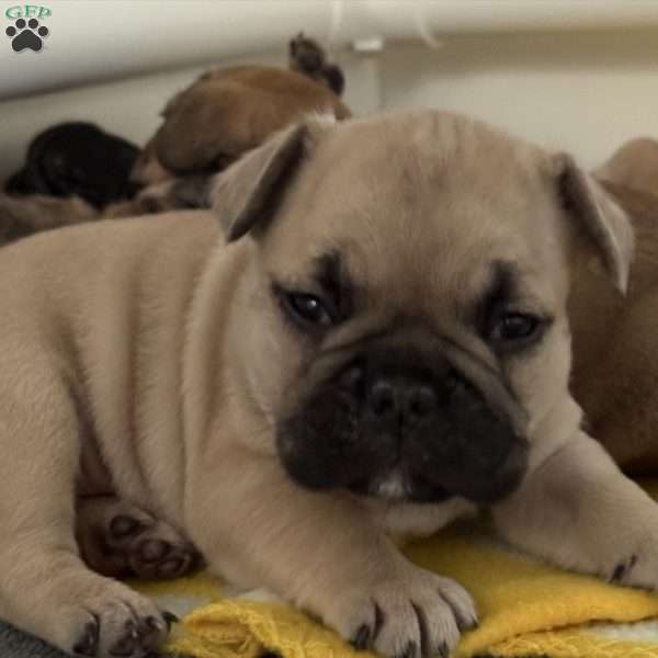 Ranger, French Bulldog Puppy