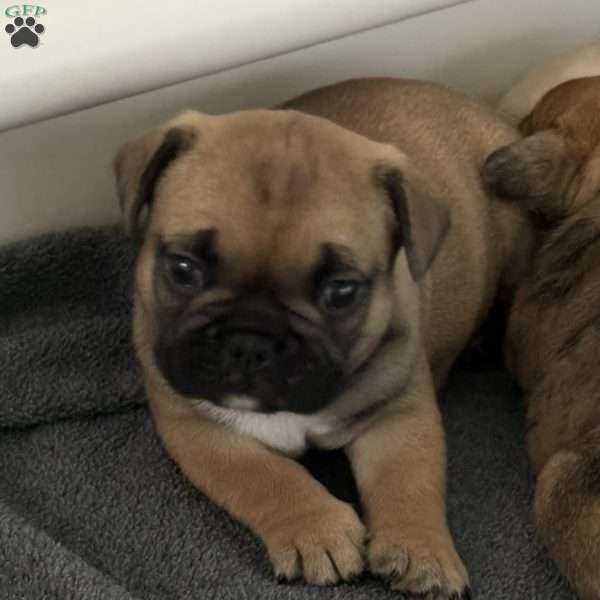 River, French Bulldog Puppy
