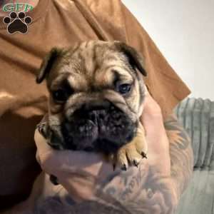 Roman, French Bulldog Puppy