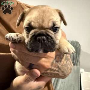 Ranger, French Bulldog Puppy