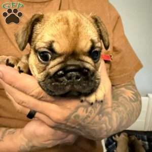 Rocket, French Bulldog Puppy
