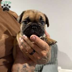 River, French Bulldog Puppy