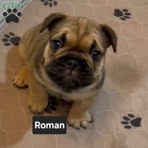 Roman, French Bulldog Puppy