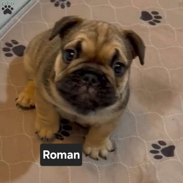 Roman, French Bulldog Puppy