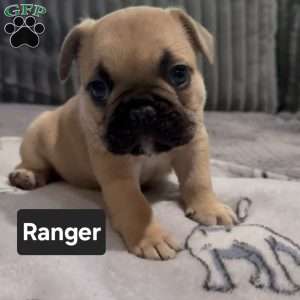 Ranger, French Bulldog Puppy