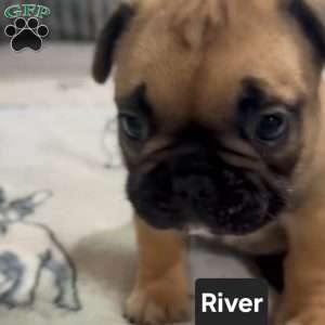 River, French Bulldog Puppy