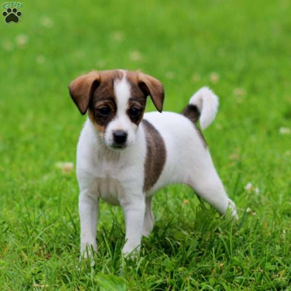 Sela, Fox Terrier Mix Puppy