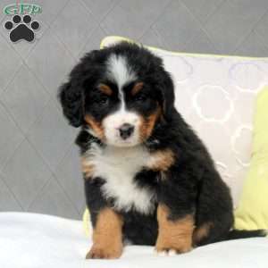 Serena, Bernese Mountain Dog Puppy