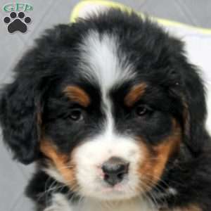 Serena, Bernese Mountain Dog Puppy