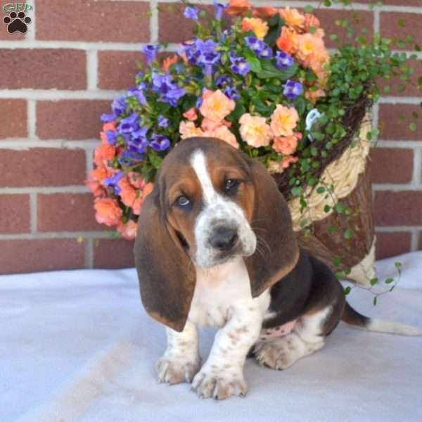 Sesame, Basset Hound Puppy