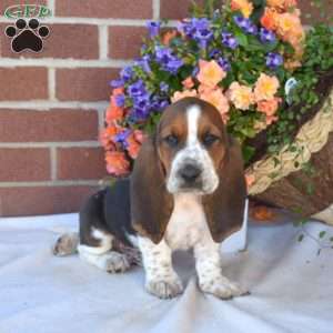 Sesame, Basset Hound Puppy