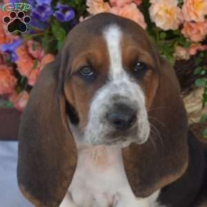 Sesame, Basset Hound Puppy