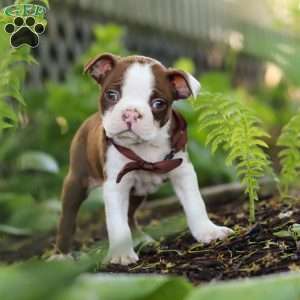 Seth, Boston Terrier Puppy