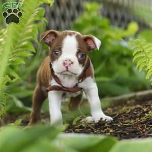 Seth, Boston Terrier Puppy