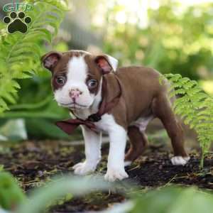 Seth, Boston Terrier Puppy