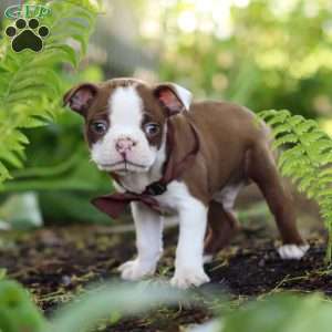 Seth, Boston Terrier Puppy