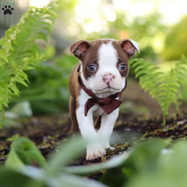 Seth, Boston Terrier Puppy