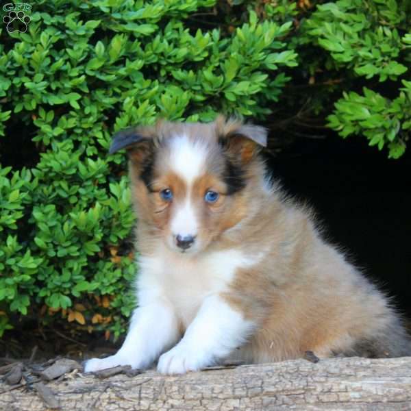 Seth, Sheltie Puppy