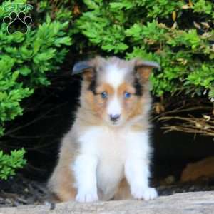 Seth, Sheltie Puppy