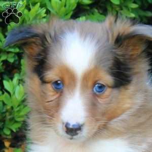 Seth, Sheltie Puppy