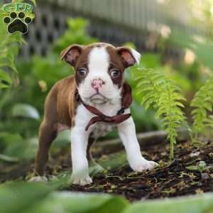 Seth, Boston Terrier Puppy