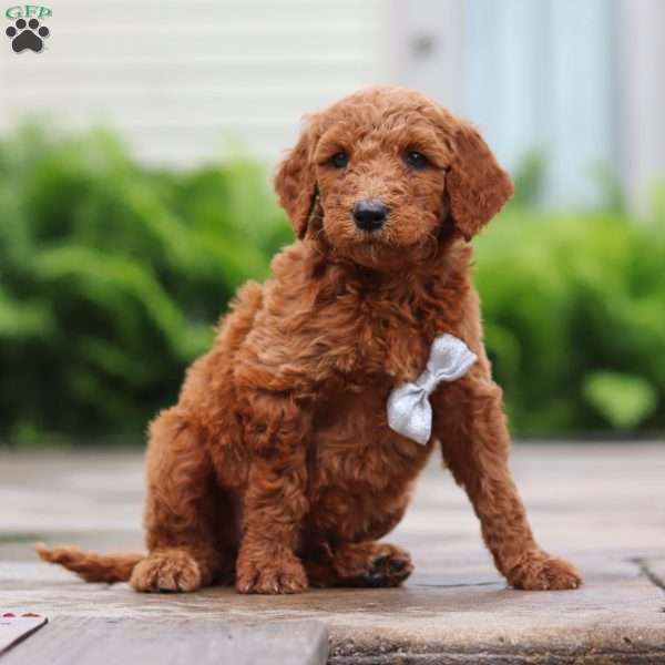 Seville, Goldendoodle Puppy