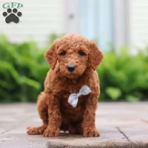 Seville, Goldendoodle Puppy