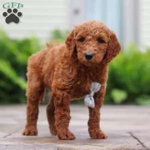 Seville, Goldendoodle Puppy