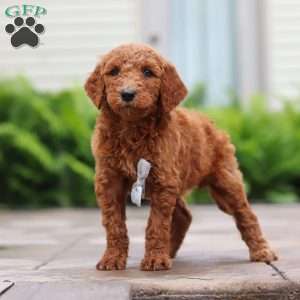 Seville, Goldendoodle Puppy