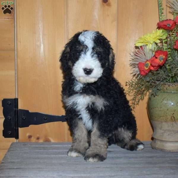 Shadow, Mini Bernedoodle Puppy