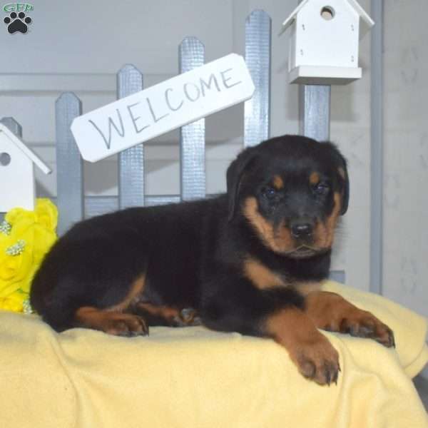 Shadow, Rottweiler Puppy