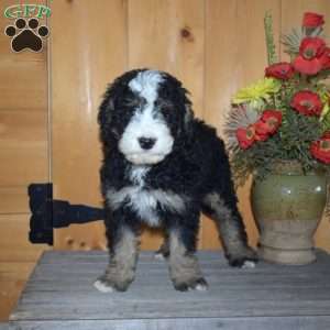 Shadow, Mini Bernedoodle Puppy