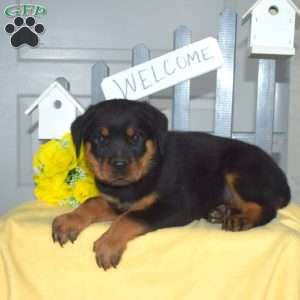 Shadow, Rottweiler Puppy