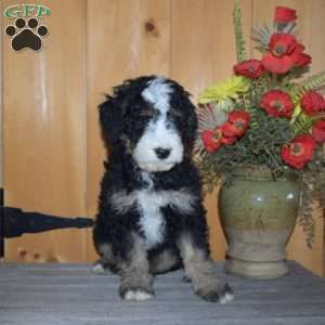 Shadow, Mini Bernedoodle Puppy