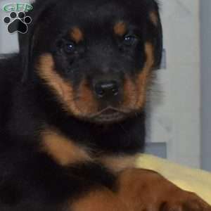 Shadow, Rottweiler Puppy
