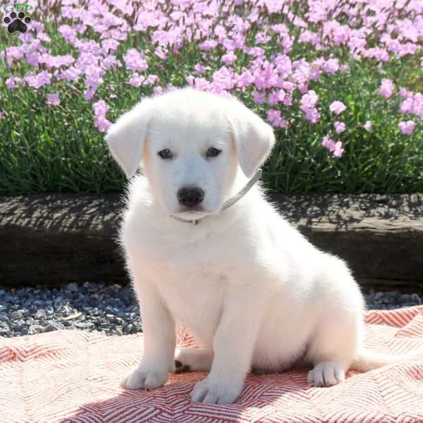 Shaggy, German Shepherd Puppy