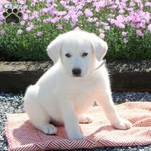 Shaggy, German Shepherd Puppy