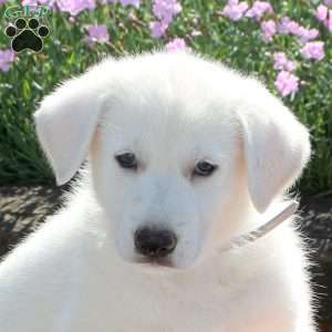 Shaggy, German Shepherd Puppy