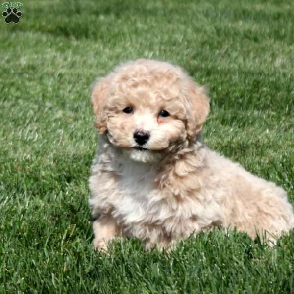 Shane, Bich-Poo Puppy