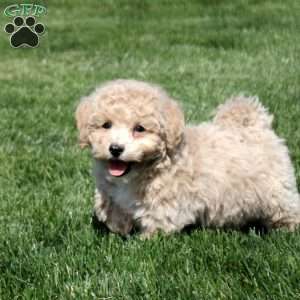 Shane, Bich-Poo Puppy