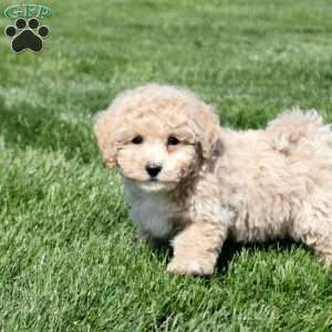 Shane, Bich-Poo Puppy