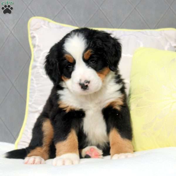 Sharlees, Bernese Mountain Dog Puppy